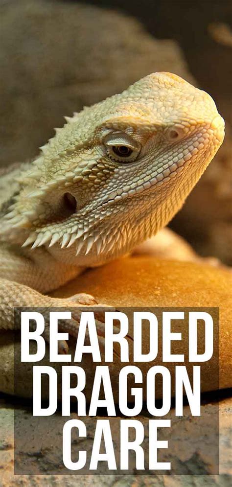 How To Care For A Bearded Dragon - A Simple Bearded Dragon Care Guide