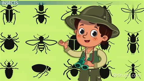 Harmful Insects: Lesson for Kids - Lesson | Study.com