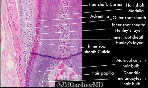 Dermal Papilla Histology