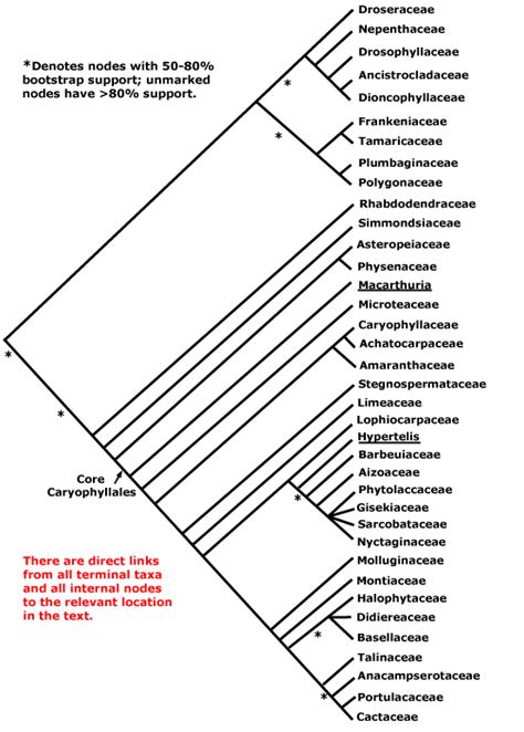 Caryophyllales - Alchetron, The Free Social Encyclopedia