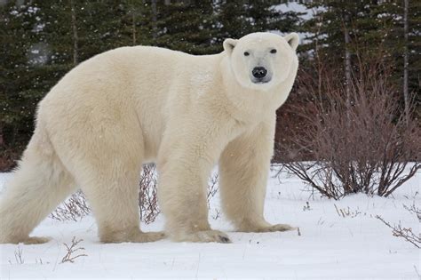 How Big Are Polar Bears