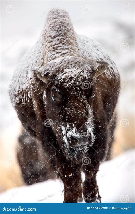 Bison Snow Storm stock photo. Image of yellowstone, nature - 116135288