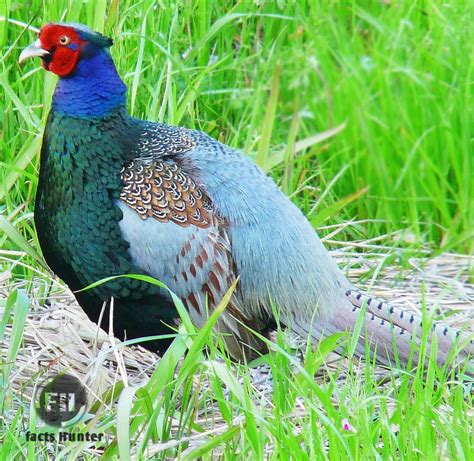 Bird's Lifestyle: Japanese National Bird - Green Pheasant