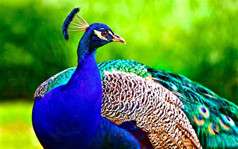 Stunning Peacock: A 4K Ultra HD Wallpaper of Nature's Beauty