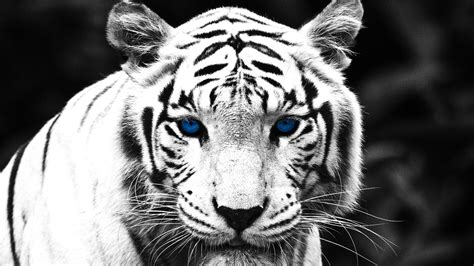 Blue Eyes White Tiger Full Wallpaper Hd | Cats | Pinterest | Tiger ...