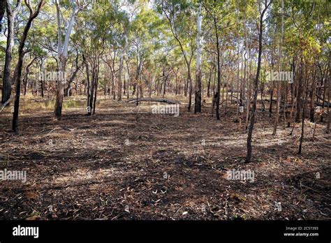 A controlled fire burn in Australian bushland fire set intentionally ...