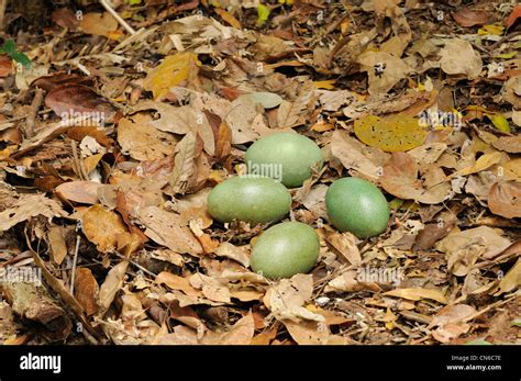 Southern Cassowary Casuarius casuarius Nest with four eggs Photographed ...