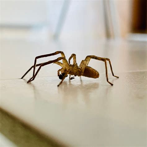 DIY Pest Control - How To Keep Pests Out Of Your Home