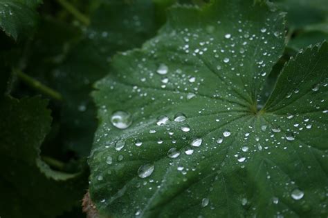 plants, Nature, Water, Rain Wallpapers HD / Desktop and Mobile Backgrounds