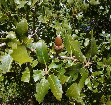 Interior Live Oak (Plants of the American River Parkway) · NaturaLista ...