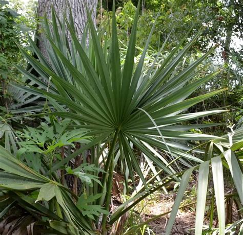 Louisiana Dwarf Palmetto – BAYOU WOMAN