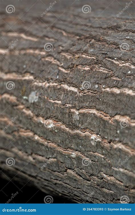 A Bark of the Northern Red Oak, Quercus Rubra Stock Image - Image of ...