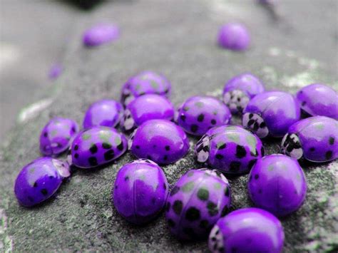 Purple Ladybugs found only in Hawaii... | Purple ladybugs, Beautiful ...