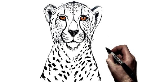 Cheetah Face Drawing