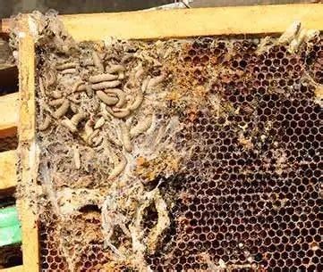 Wax Moth Infestation in Beehive | Talking With Bees