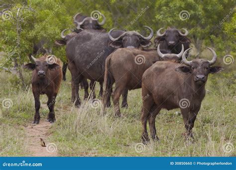 Herd of Water Buffalo in African Plains Stock Photo - Image of theme ...