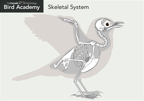 All About Bird Anatomy | Bird Academy • The Cornell Lab