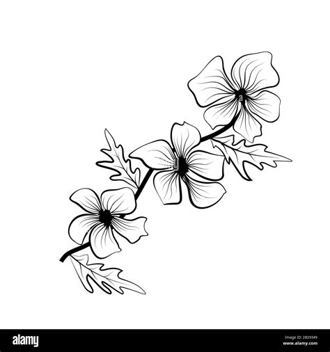 Black And White Flower Outline