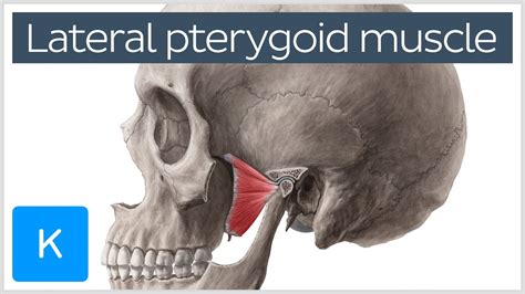 Function of the Lateral Pterygoid Muscle - Human Anatomy | Kenhub - YouTube