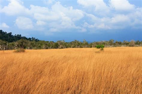 Temperate Grasslands Biome: Location, Climate, Temperature, Plants and ...