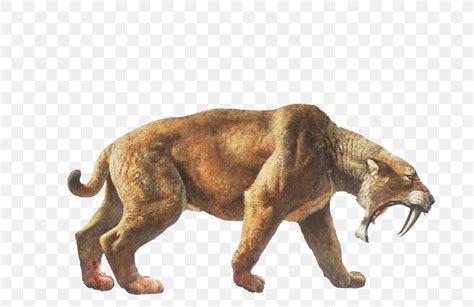 Tiger La Brea Tar Pits Felidae Saber-toothed Cat, PNG, 702x532px, Tiger ...