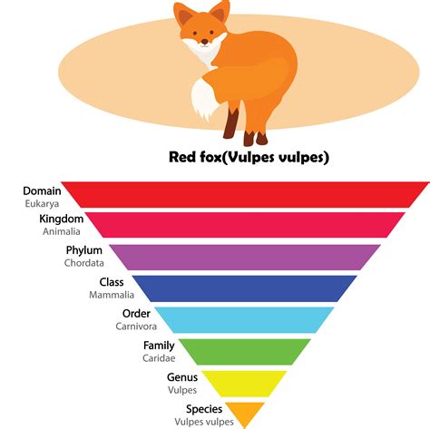 Taxonomy Classification