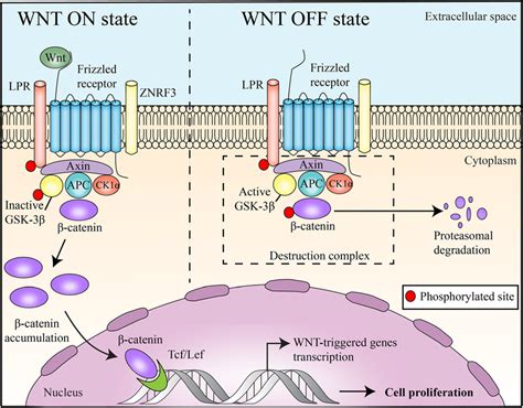 Canonical Wnt/β-catenin pathway: " WNT ON state " : WNT proteins, by ...