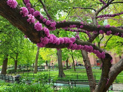 One of the most interesting NYC springtime trees, the Judas Tree, are ...