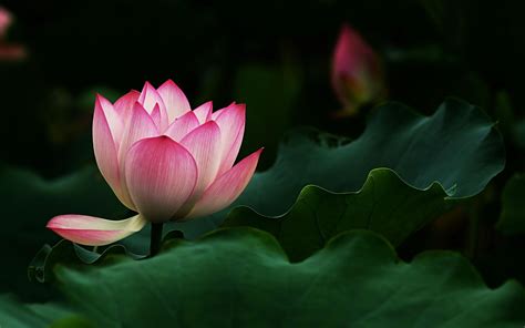 4k Lotus Flower Wallpapers - Wallpaper Cave