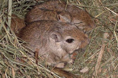 Gerbil Breeds: 8 Types Of Gerbils & Their Characteristics