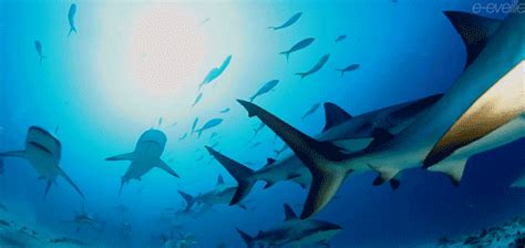 DON'T: Beeline to the middle of the ocean. | Shark gif, Shark, Animated ...