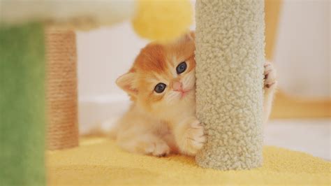 Cute Little Chubby Kitten - YouTube