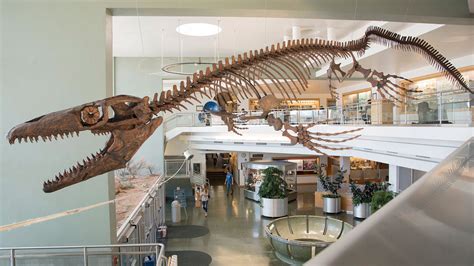 Giant Mosasaurs Skull