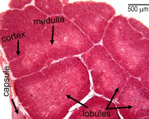 Thymus Histology