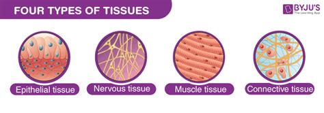 Epithelial Cell Diagram - Epithelia The Histology Guide, A schematic ...