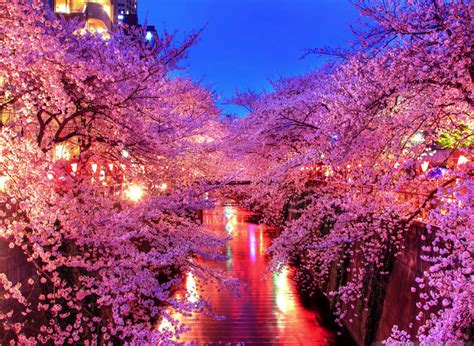 Sakura, Meguro River, Nakameguro, Tokyo. | Hình ảnh, Mặt trời mọc, Dép