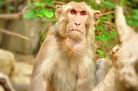 Monkeys Practicing Social Distancing Spotted in India - TheHealthMania