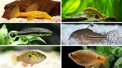 17 Best Freshwater Algae Eaters - Complete Guide