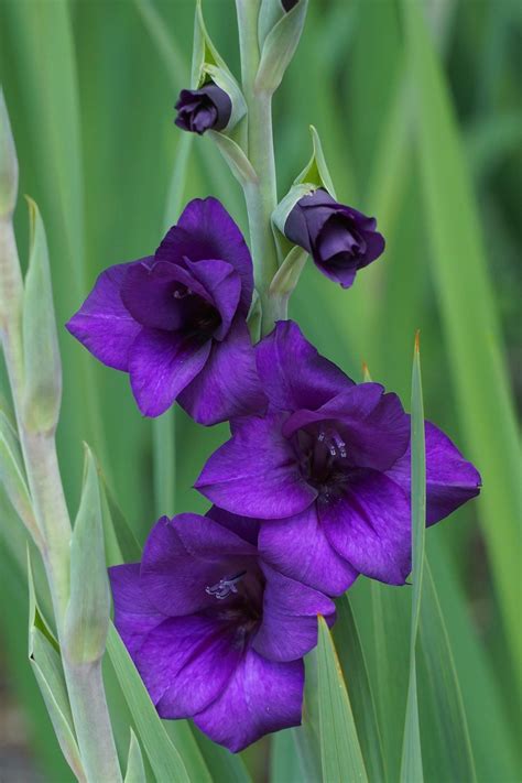 Gladiolus 'Purple Flora' Large Flowering Glad - Pre-Order for Spring ...