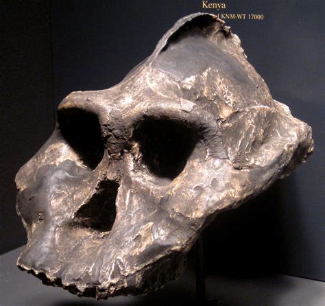 Paranthropus aethiopicus fossil hominid (Nachukui Formatio… | Flickr