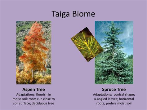 Taiga Plant Adaptations Sciencing