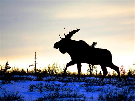 Bull Moose Silhouette | Captured on Friday, October 28, 2011… | Flickr