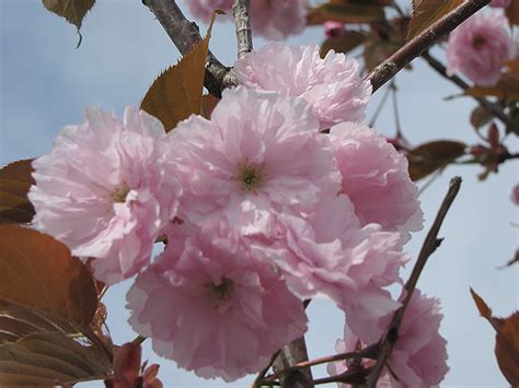 Japanese Flowering Cherry (Prunus serrulata) in Richmond Fairfax ...