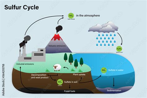 Diagram of Sulfur cycle Stock Vector | Adobe Stock