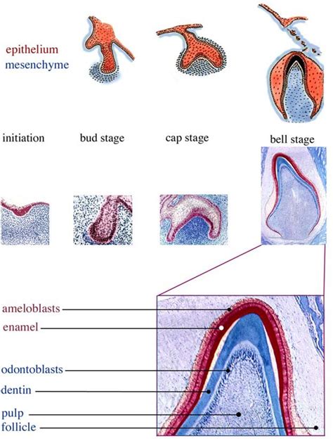 Schematic illustration and histological sections showing the different ...