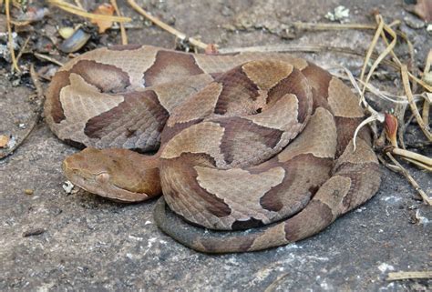 Copperhead vs Rat Snake - What is the difference? - Animal Hype