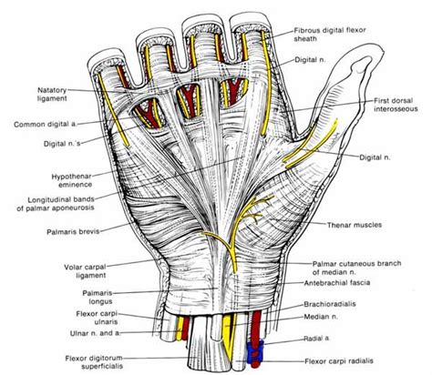 Tag: hand anatomy | Elliottelford.com