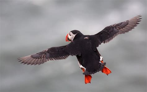 Atlantic Puffin Flying Bird wallpaper | 1680x1050 | #11431