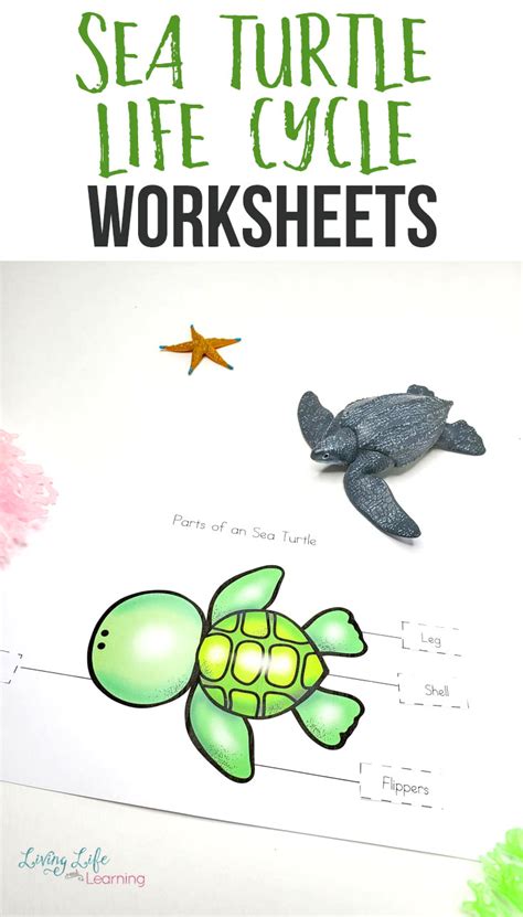 Sea Turtle Life Cycle Worksheets for Kids