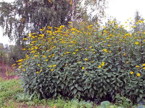 Jerusalem Artichoke Native Range - SAM Vegetable